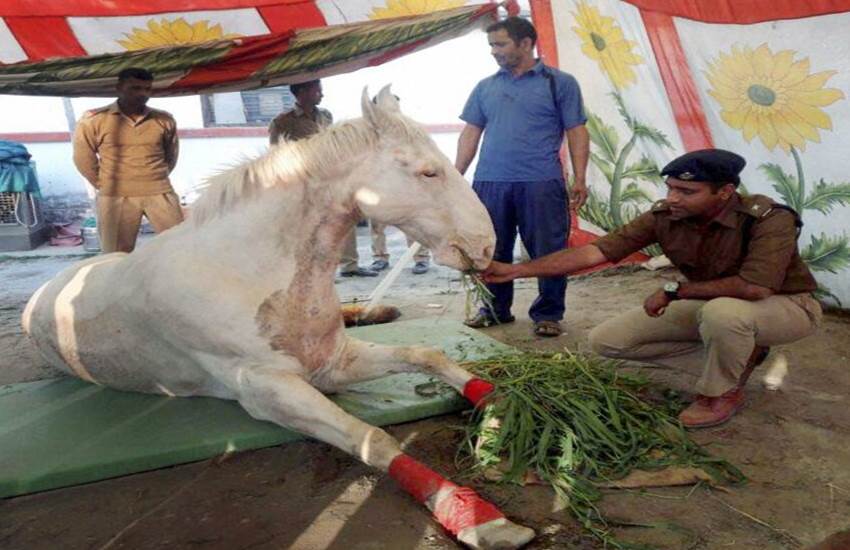 उत्तराखंड बीजेपी के प्रदर्शन के दौरान घायल हुए पुलिस के घोड़े शक्त