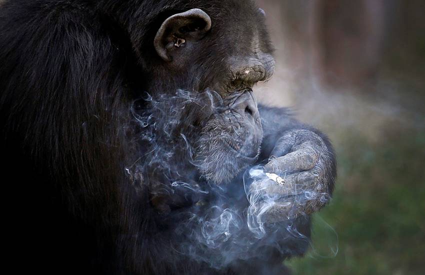 Chimpanzee, Cigarette, Pyongyang's Zoo, Azalea, Chain Smoking, Chimpanzee Smoking, Funny Chimpanzee, Dallae, Wild Life, Smoking animal, World, Jansatta