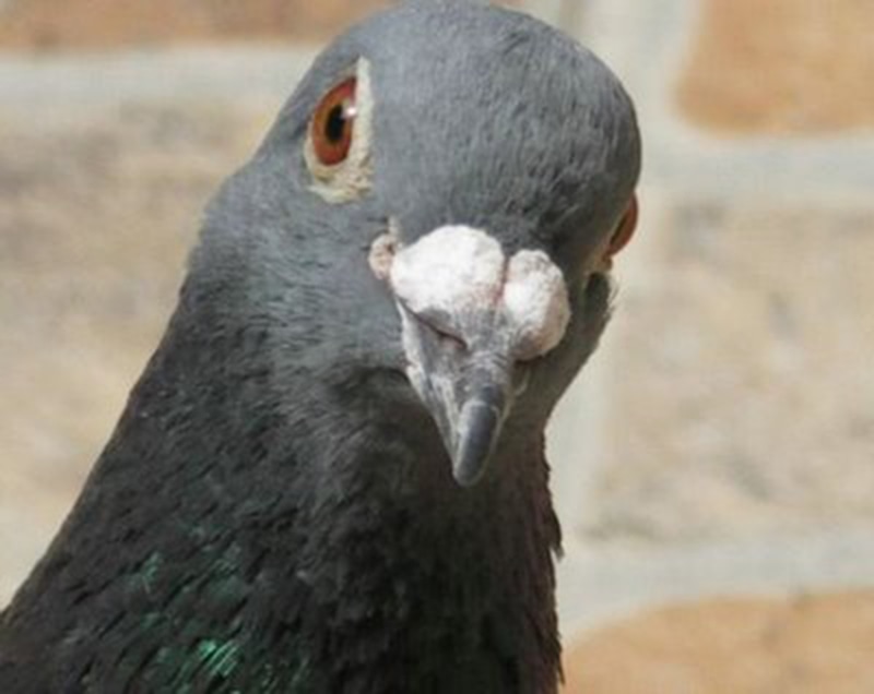 Pakistani spy pigeon,The proof, RAW, ISI, Roger Binny, Ghutarghoon Khan, Uri Attack, Surgical strike,Narendra Modi, Barack Obama, Ishant sharma