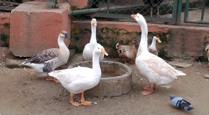 Pakistani spy pigeon,The proof, RAW, ISI, Roger Binny, Ghutarghoon Khan, Uri Attack, Surgical strike,Narendra Modi, Barack Obama, Ishant sharma