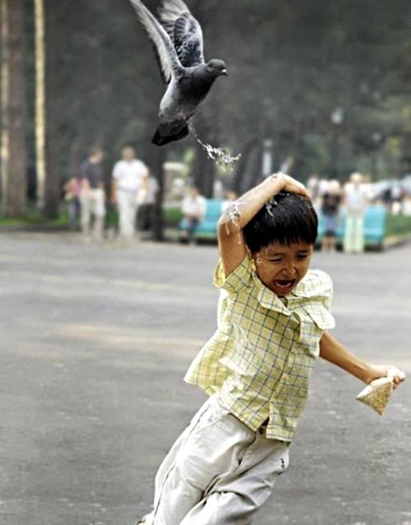 Pakistani spy pigeon,The proof, RAW, ISI, Roger Binny, Ghutarghoon Khan, Uri Attack, Surgical strike,Narendra Modi, Barack Obama, Ishant sharma