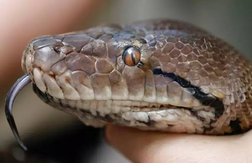 60 किलो के अजगर को बच्चे की तरह पाल रहा कपल, 7 साल पहले लिया था गोद ...
