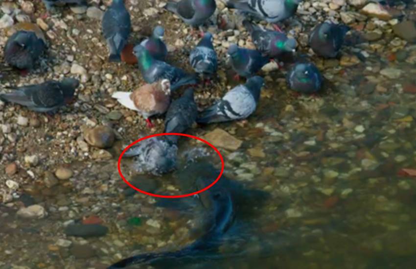 वीडियो कबूतर पानी में डुबकी लगाकर कर रहे थे मस्ती, तभी मछली ने कर दिया