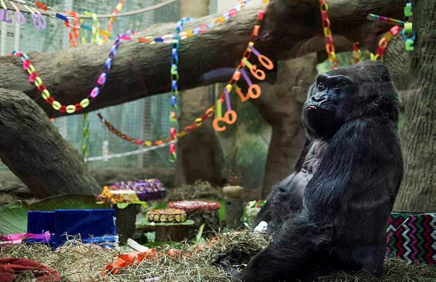 Colo, gorilla, US's oldest living gorilla,60th birthday, medical care, Columbus Zoo
