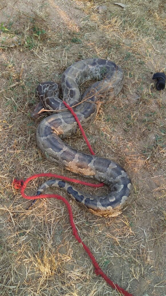 Childrens playing with Python in Chhatarpur