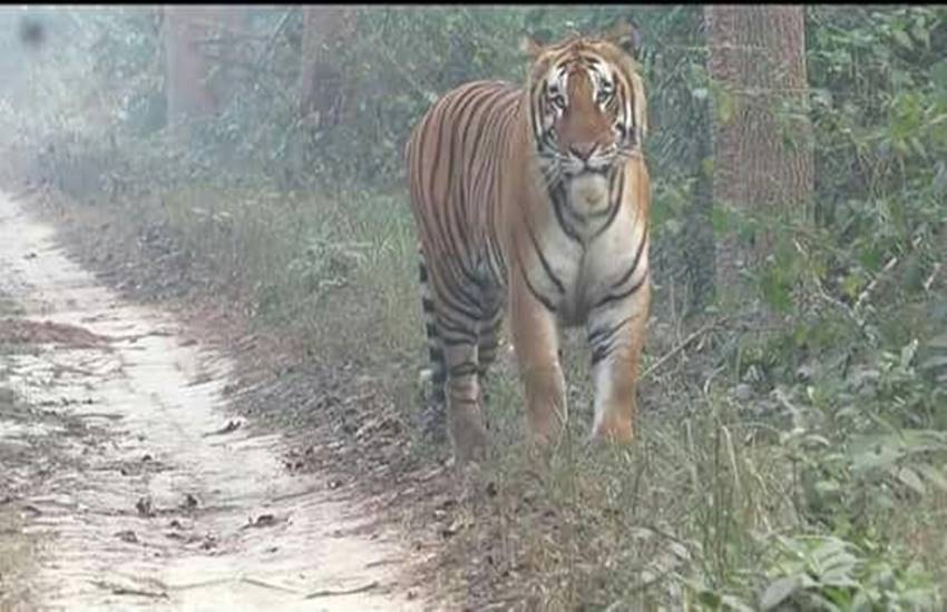 पन्ना टाईगर रिजर्व (फोटो: कीर्ति राजेश चौरसिया)