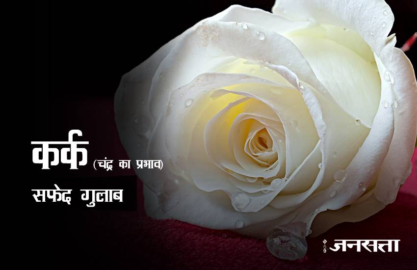 rose day, rose day 2017, valentine week, valentine week 2017, valentine week list, valentine week 2017 list, rose day images, rose for girlfriend, rose for biyfriend, rose for love, rose day messages, 7 feb, 7 feb 2017, 7 feb zodic signs, rose day 7 feb, happy rose day, happy rose day 2017, rose day updates