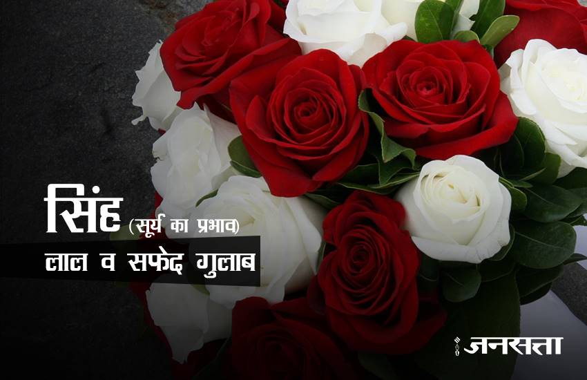 rose day, rose day 2017, valentine week, valentine week 2017, valentine week list, valentine week 2017 list, rose day images, rose for girlfriend, rose for biyfriend, rose for love, rose day messages, 7 feb, 7 feb 2017, 7 feb zodic signs, rose day 7 feb, happy rose day, happy rose day 2017, rose day updates