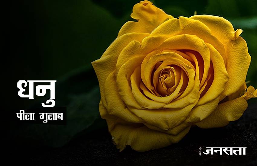 rose day, rose day 2017, valentine week, valentine week 2017, valentine week list, valentine week 2017 list, rose day images, rose for girlfriend, rose for biyfriend, rose for love, rose day messages, 7 feb, 7 feb 2017, 7 feb zodic signs, rose day 7 feb, happy rose day, happy rose day 2017, rose day updates