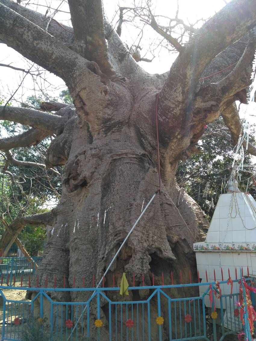 पारिजात के इस पेड़ के बारे में मान्यता है कि भगवान राम ने अपने हाथों से यह पेड़ लगाया था। (Photo: Jansatta)
