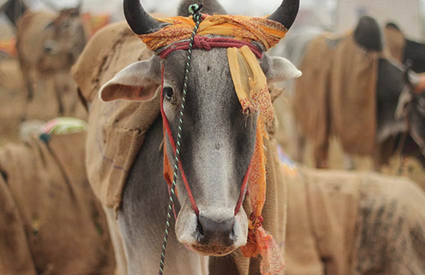 gobhaktas, go raksha manch, go raksha railly at ramleela maidan, gobhakta news, cow as rashtra mata, BJP, Shankersinh Vaghela, Congress, cow, beef, beefban, Rashtra Mata, India news, Gandhinagar ,Gandhinagar news, National News, भाजपा, गाय, राष्ट्रमाता, कांग्रेस, गौ संरक्षण, national news in hindi, jansatta