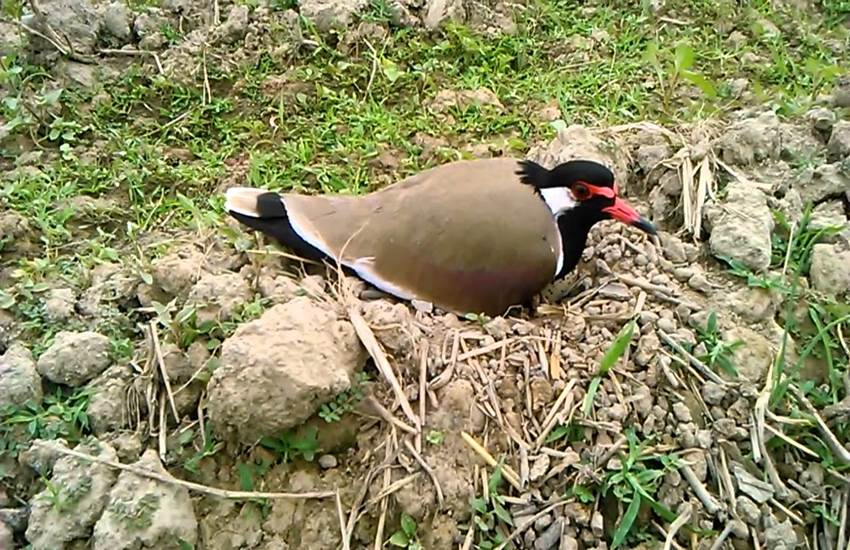 Red Wattled Lapwing