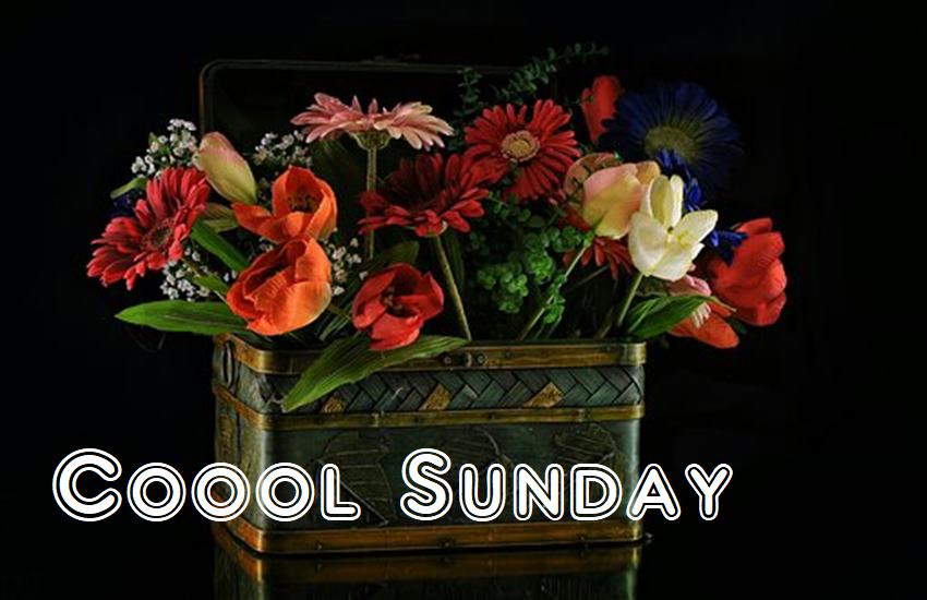 happy Sunday, happy Sunday image, happy Sunday good morning, good morning Sunday image, good morning Sunday quotes, happy Sunday quotes