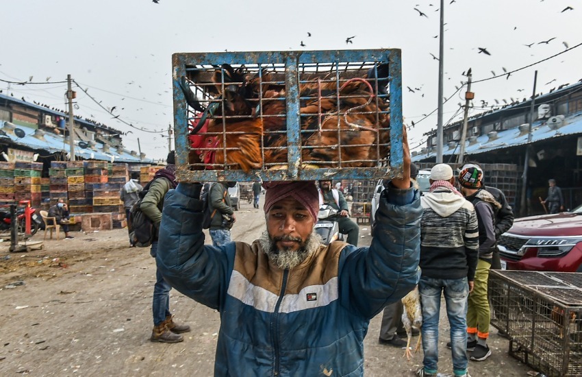 Bird Flu, UP, BJP