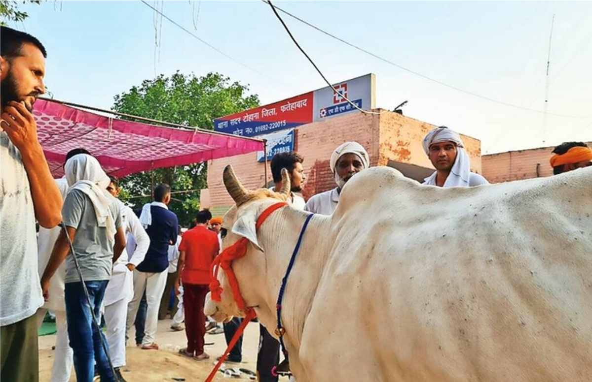 Farmers, Cow, India News