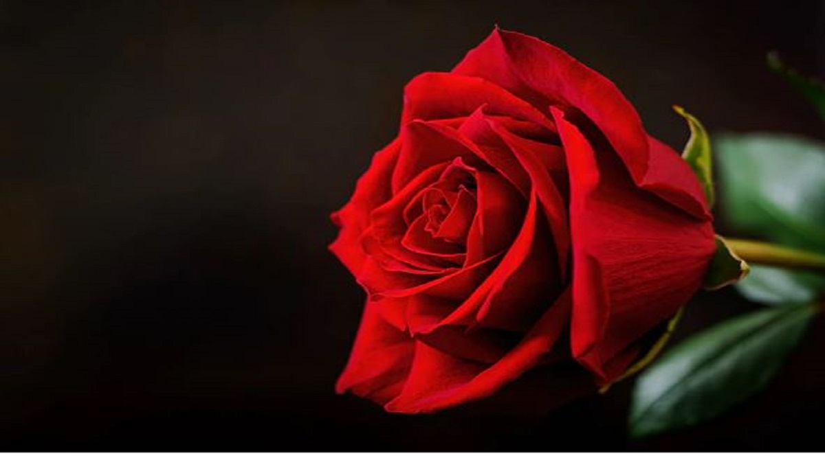 Flower Astrology Know the importance of rose flower in astrology and Vastu Shastra Flower