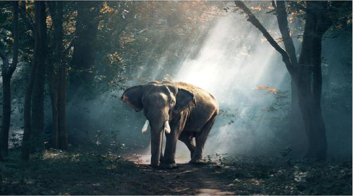 Dream Interpretation Is seeing an elephant in a dream auspicious or