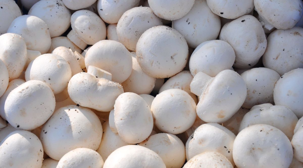 Should I eat mushrooms during pregnancy? Know how it affects health