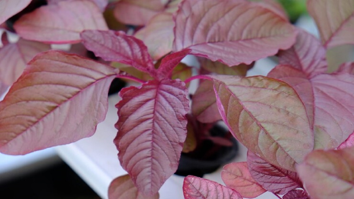 amazing benefits of Red Amaranth or Lal Chaulai for diabetes control