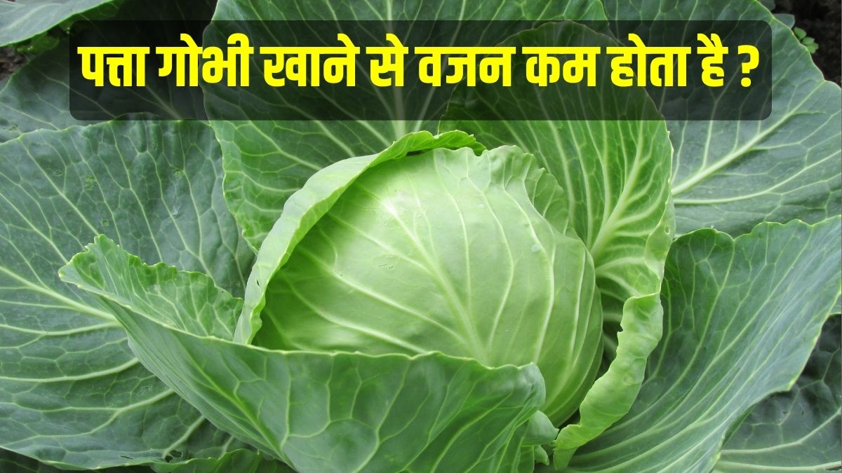 cabbage help in weight loss and building immunity know their health