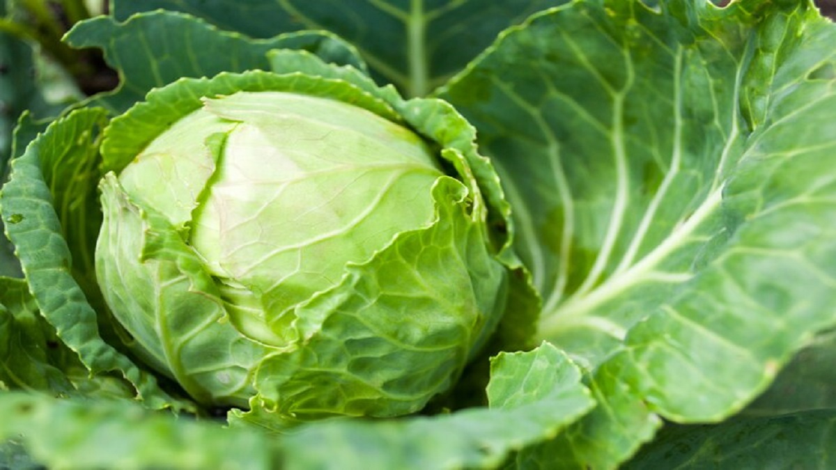 HOW CABBAGE WORKS IN WEIGHT LOSS KNOW FROM EXPERTबढ़ते वजन से परेशान