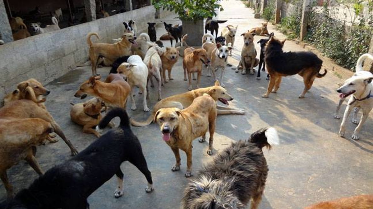 Stray Dogs Guidelines: क्या हाउसिंग सोसायटी में आवारा कुत्तों को खाना खिला सकते हैं? केंद्र सरकार ने जारी की नई गाइडलाइन | Jansatta