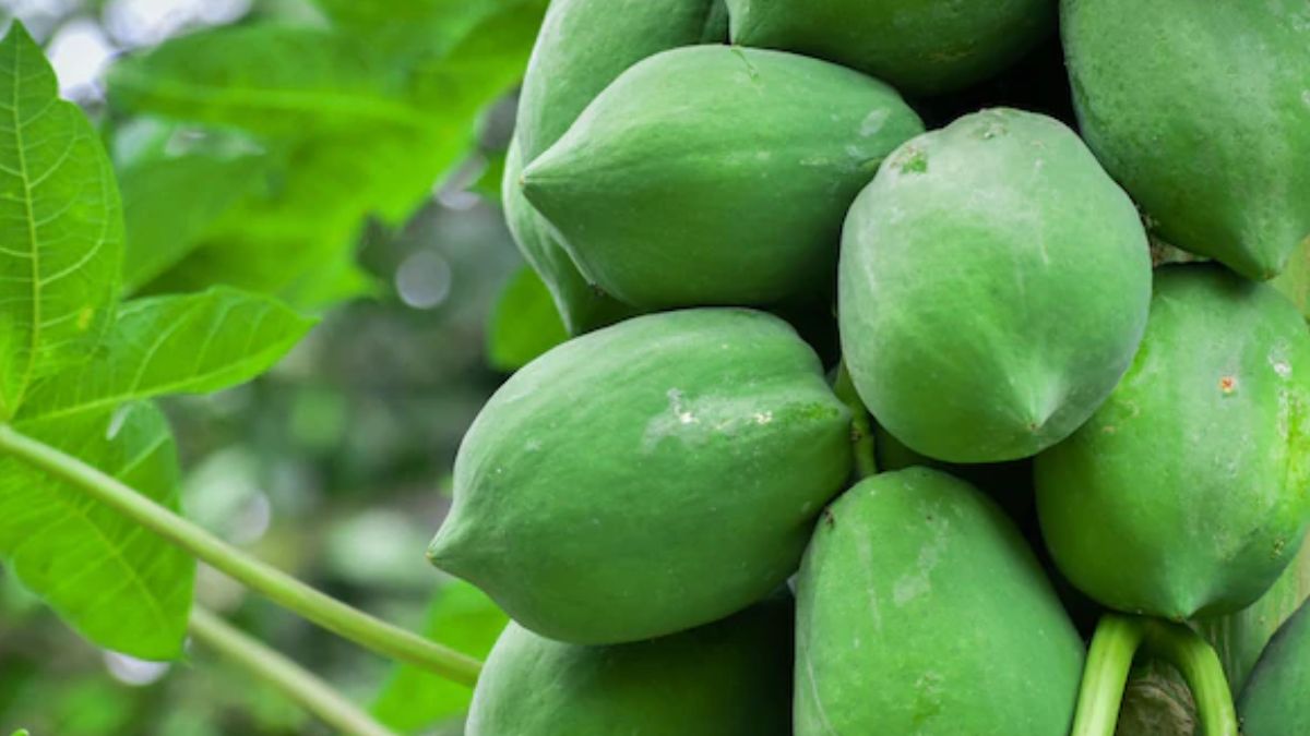 amazing health benefits of raw papaya, know how raw papaya improve