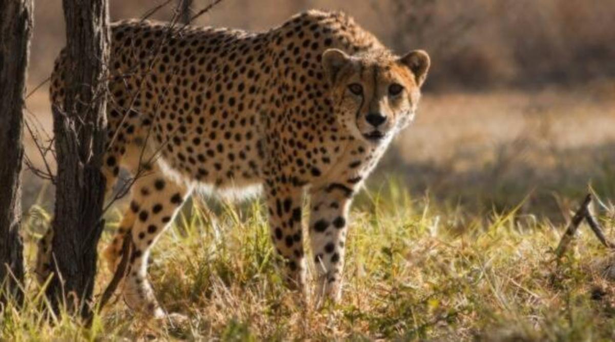 How did Cheetah Uday die in Kuno National Park This was revealed in the