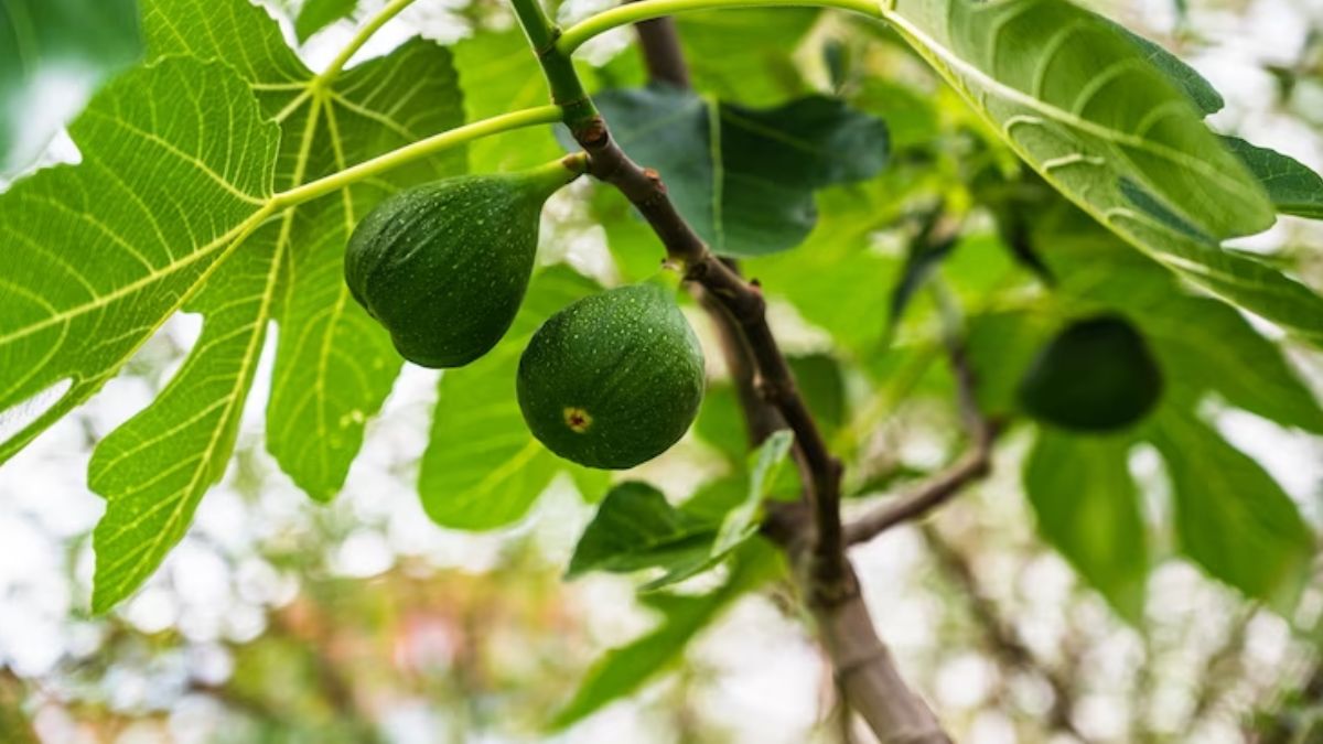 Fig leaves are the best home remedy to control blood sugar, amazing