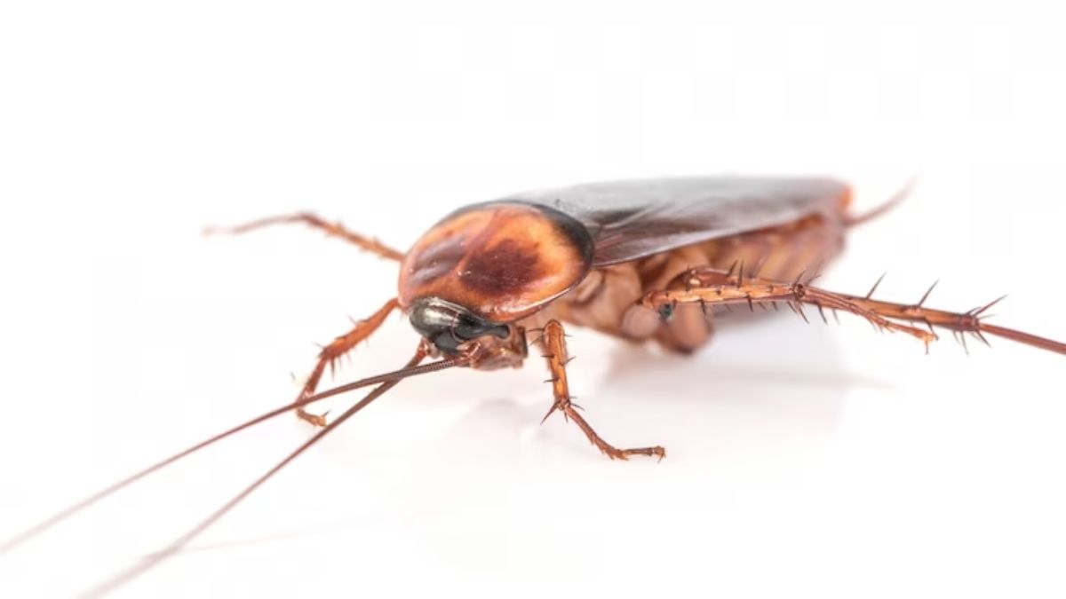 Cockroaches Home Remedies effective Ways to get rid of cockroaches Over Night - Cockroach Home Remedies: घर में घुसकर बीमारी फैला रही है कॉकरोचों की फौज? आज ही अपनाएं ये घरेलू नुस्खे,