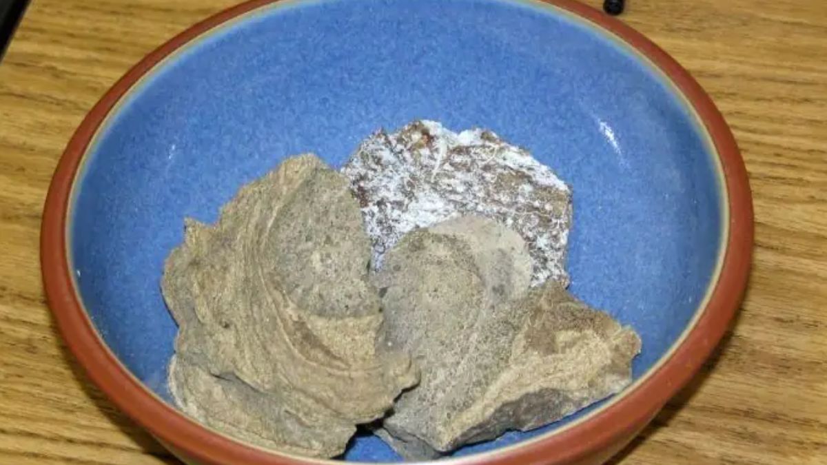 Whale Fish Vomit Know What Is Ambergris Or Whale Vomit Why It Is Called