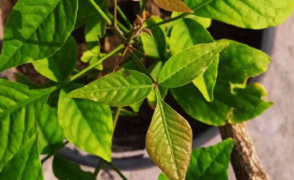 Vastu Tips For Belpatra plant। बेलपत्र के पौधे में बांधे कलावा Jansatta