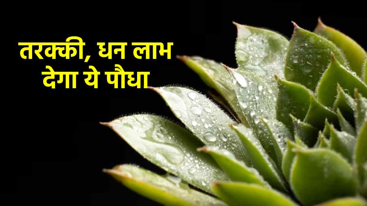 Vastu Tips For Aloe Vera know best direction and amazing benefits to