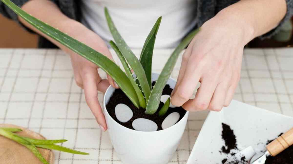 Vastu Tips For Aloe Vera know best direction and amazing benefits to