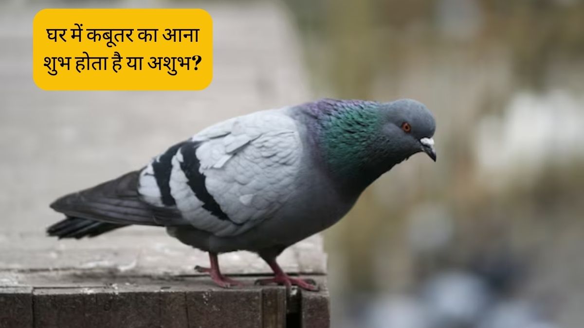 Spiritual Meaning Of Pigeon Coming Into House Know from Shakun Shastra घर में कबूतर का आना शुभ
