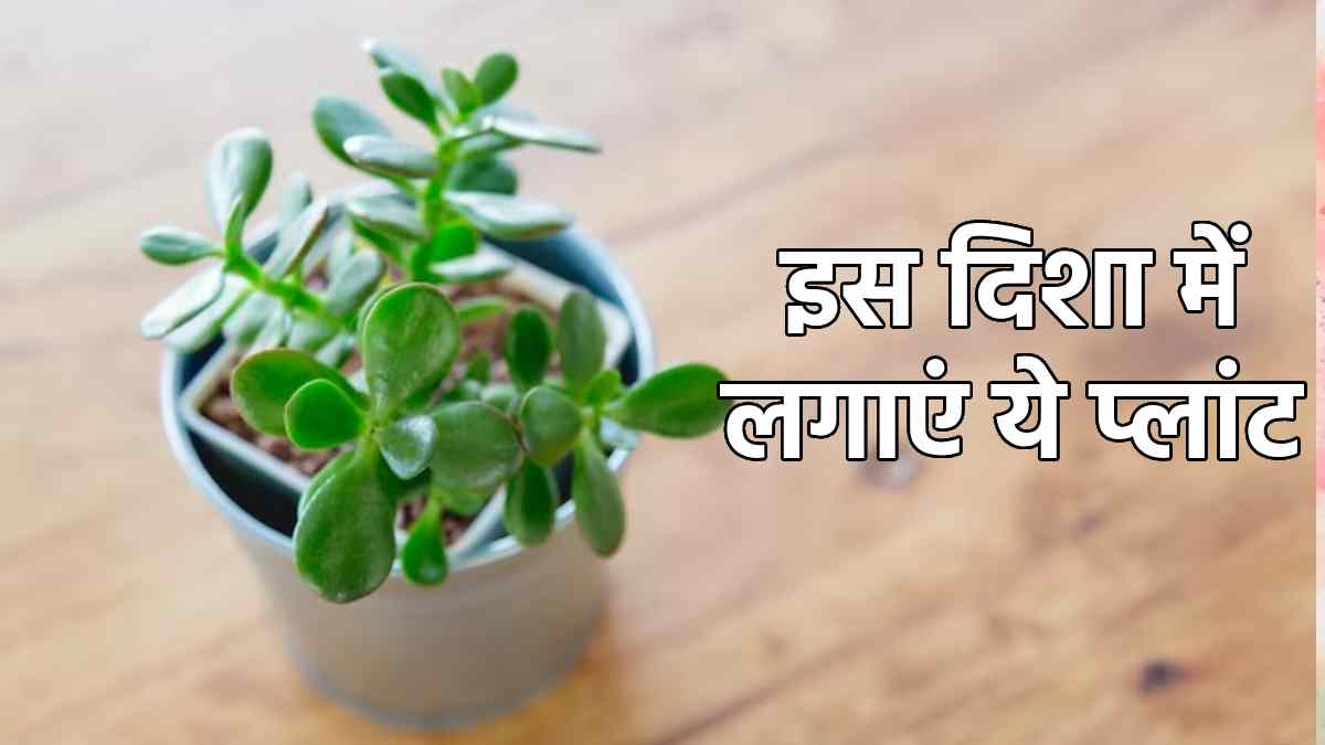 Vastu Tips घर की इस दिशा में रखें ये चमत्कारी प्लांट, नही होगी धन की
