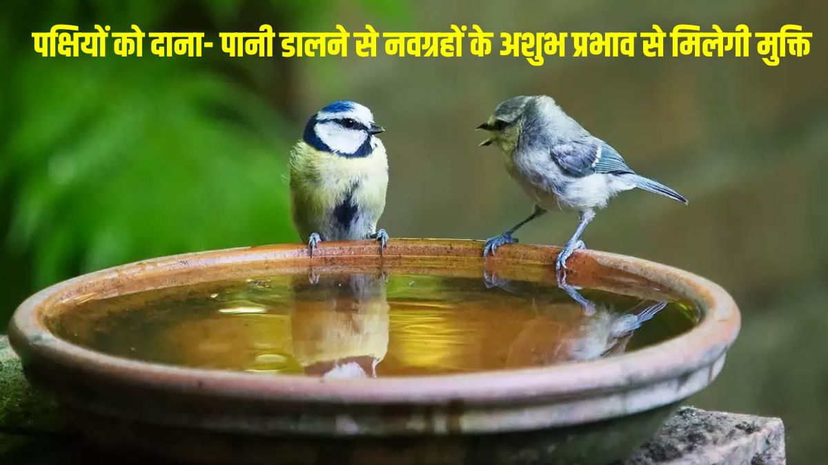 significance of feeding birdsकरियर और कारोबार में चाहिए तरक्की तो