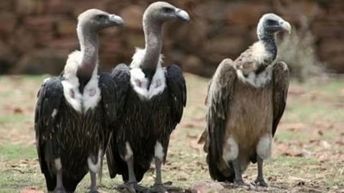 Nearly one lakh vultures are dying every month in India due to