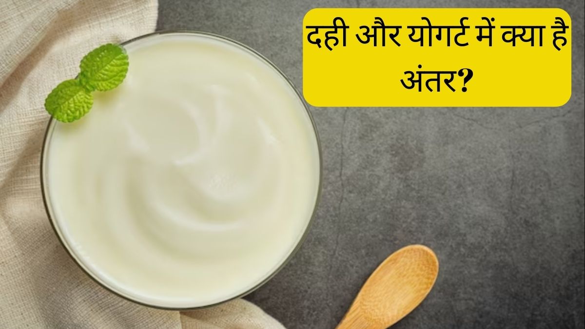 What is the difference between curd and yogurt which is more beneficial
