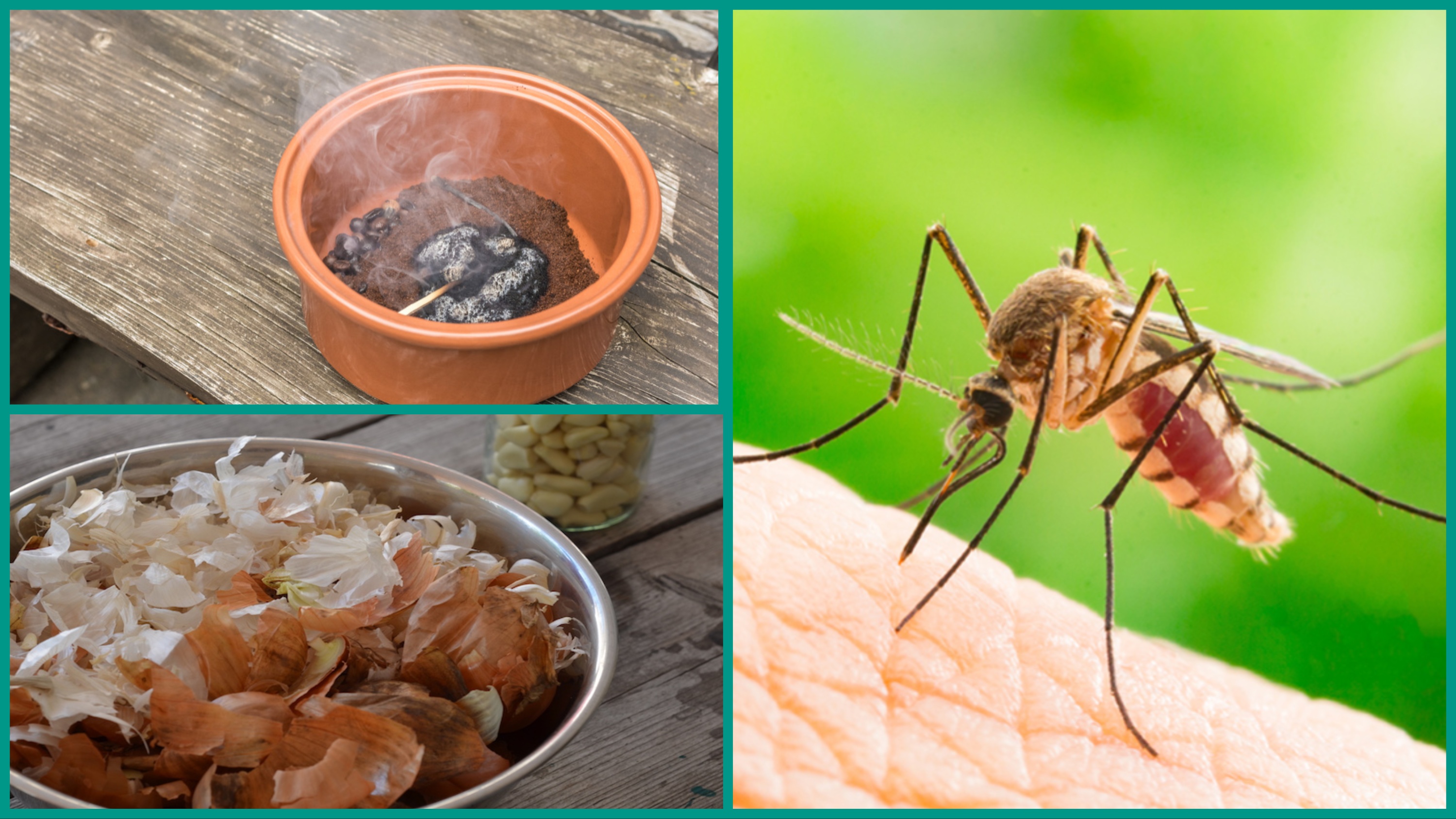 प्याज से मच्छर भगाने का तरीका: बिना केमिकल और कीटनाशक, मच्छर भगाने के लिए  दादी-नानी का नुस्खा | Jansatta