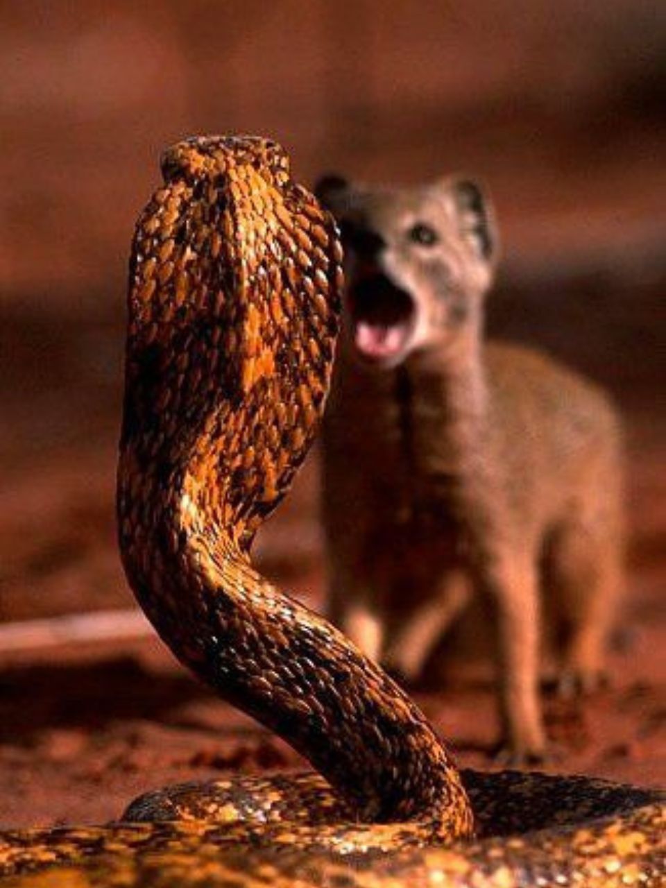 Why does snake venom have no effect on mongoose नेवले पर क्यों नहीं