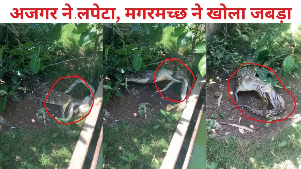 crocodile python fight video viral watch here -मगरमच्छ ने अजगर पर किया ...