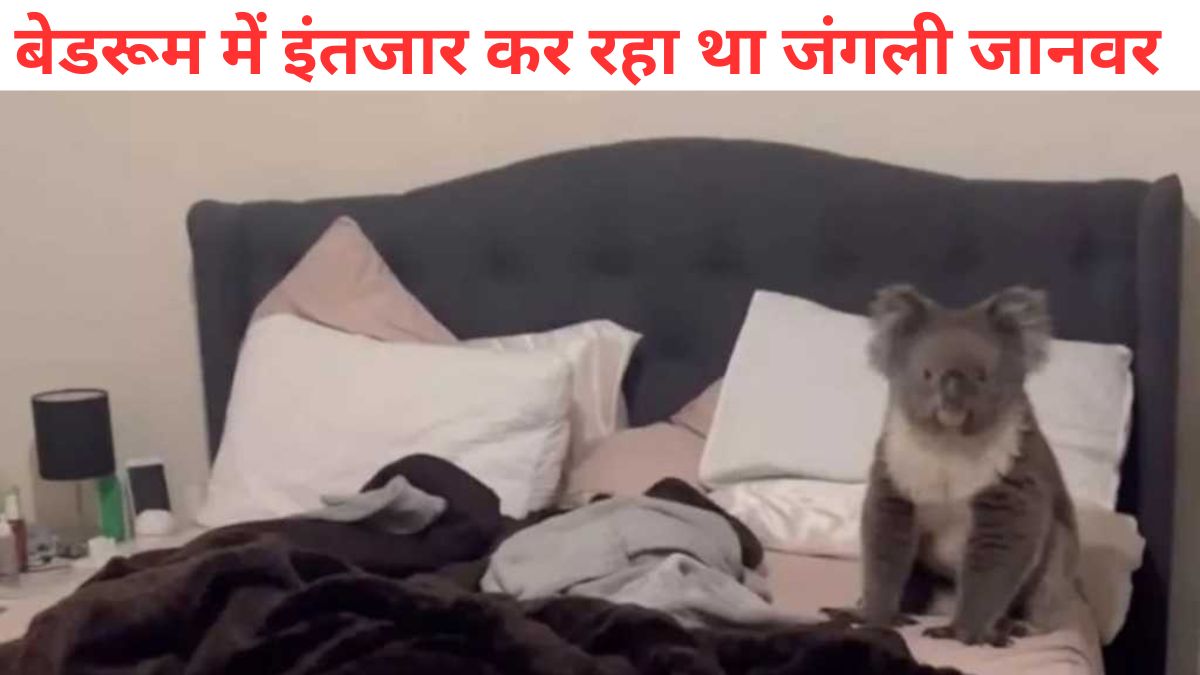 Australian couple return home after work discover koala in their