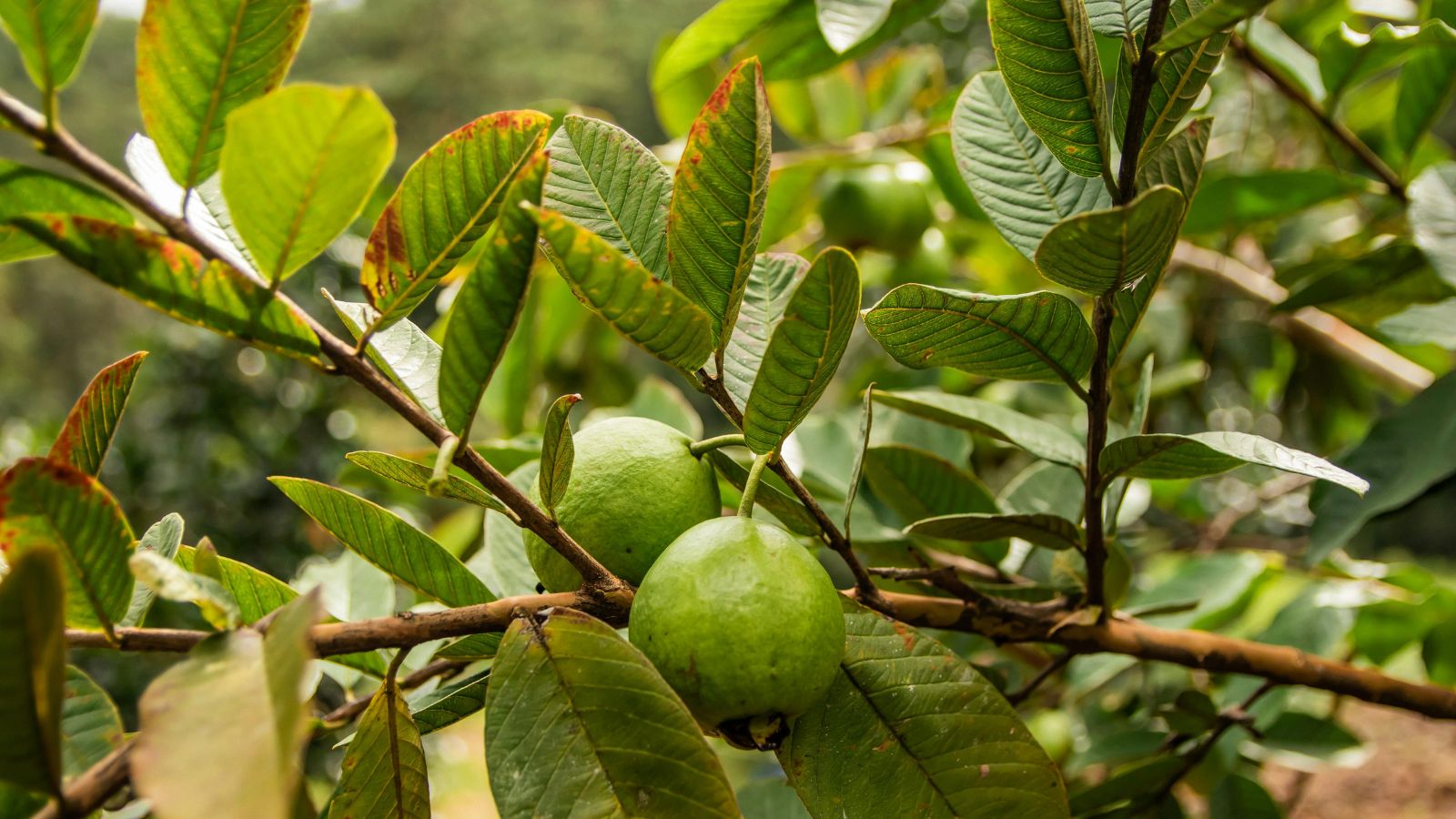 Boost Your Health with Guava Leaves, Discover the Amazing Benefits - |  Jansatta