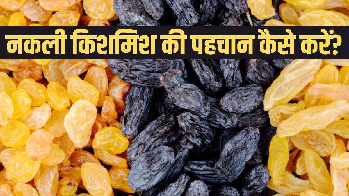 हेल्दी समझकर आप भी खा रहे नकली किशमिश? इस आसान तरीके से तुरंत करें असली किशमिश की पहचान